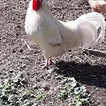 Haus Sonja Quarto em Acomodações Particulares Faak am See