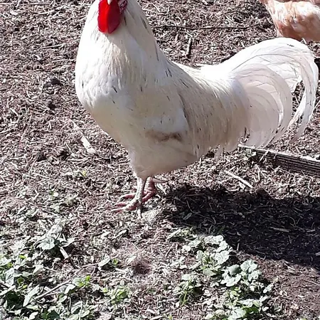 Haus Sonja Δωμάτια σε οικογενειακή κατοικία Faak am See
