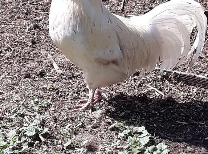 Haus Sonja Kwatera prywatna Faak am See